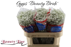 Gypsophila Paniculata Beauty Bride 70cm 25gr.