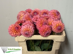 Dahlia Linda's Baby 50cm