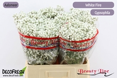 Gypsophila Paniculata White Fire 60cm 20gr.