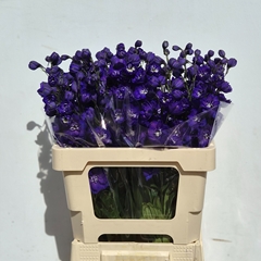 Delphinium Double Delphis Emerald 60cm