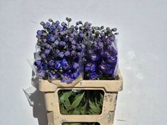 Delphinium Double Delphi's Morninglight 60cm