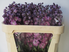 Delphinium Double Delphi's Pink Power 70cm