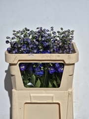 Delphinium Double Delphi's Morninglight 70cm