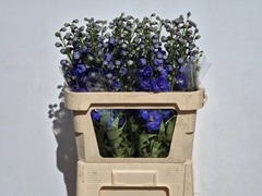 Delphinium Double Delphi's Morninglight 80cm