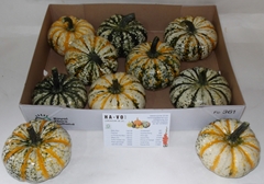 Cucurbita Pepo Lil Pump-ke-mon 12cm