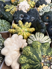 Cucurbita Pepo Patisson Mix