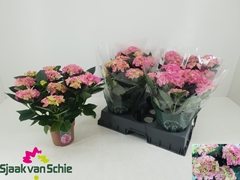 Hydrangea Hi Halo 14Ø 38cm 7bl