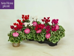 Cyclamen Super Serie Picasso 11Ø 25cm
