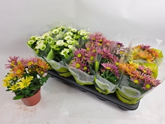 Chrysanth Splash Mix 12Ø 24cm