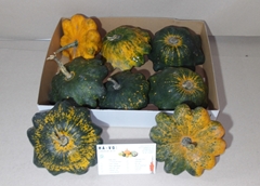 Cucurbita Pepo Patisson Mix 16cm
