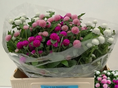 Gomphrena Globosa Mixed Per Bunch 55cm