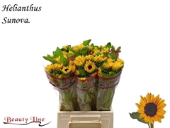 Helianthus Sunova 45cm 10cm Hd