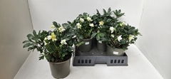 Helleborus Christmas Carol 19Ø 35cm