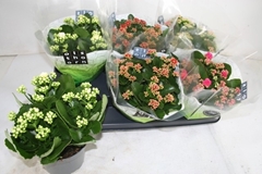 Kalanchoe Double Mix 15Ø 26cm