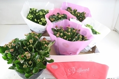Kalanchoe Double Mix 23Ø 27cm