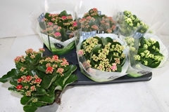 Kalanchoe Double Mix 15Ø 26cm