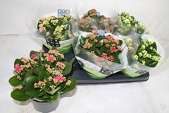 Kalanchoe Double Mix 15Ø 26cm