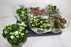 Kalanchoe Double Mix 15Ø 26cm