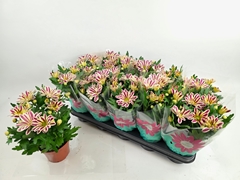 Chrysanth Showdance 12Ø 27cm