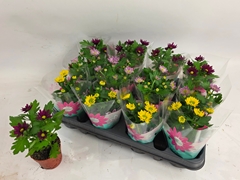 Chrysanth Mix 7Ø 15cm