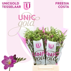 Freesia Single Costa 50cm 20gr.