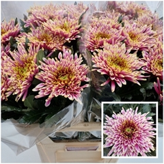 Chrysanth Single Tula Sharletta 80cm 100gr.