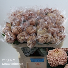 Chrysanth Single Vienna Copper 70cm 80gr.
