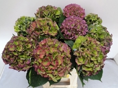 Hydrangea Royal Palace Classic 60cm 14-16cm Hd