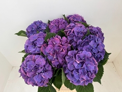 Hydrangea Beautensia Calypso Purple 60cm 18-20cm Hd