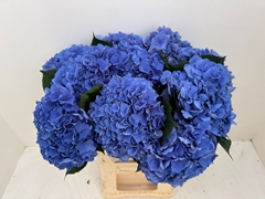 Hydrangea Pompidou 60cm 19-21cm Hd