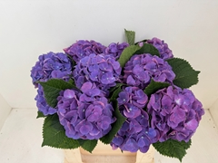 Hydrangea Beautensia Calypso Purple 50cm 16-18cm Hd