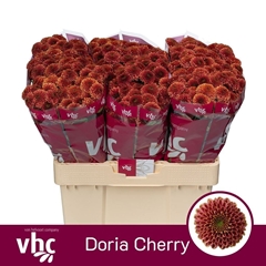 Chrysanth Santini Doria Cherry 55cm 40gr.