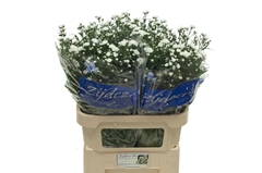 Aster Cassy 80cm 40gr.