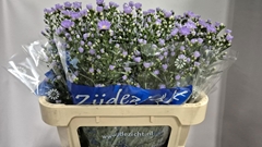 Aster Cassandra 75cm 25gr.