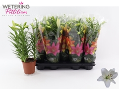 Lily Asiatic Summer Snow 13Ø 44cm