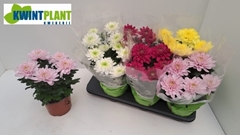 Chrysanth Zembla Mix 15Ø 30cm