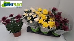 Chrysanth Anastasia Mix 15Ø 32cm
