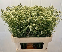 Limonium Sinense Sensy Lemonade 80cm 25gr.