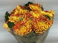 Chrysanth Single Fuego 75cm 105gr.