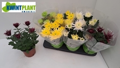 Chrysanth Anastasia Mix 15Ø 32cm