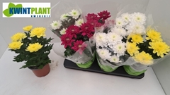 Chrysanth Zembla Mix 15Ø 31cm
