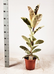 Ficus Tineke 21Ø 105cm