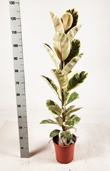 Ficus Tineke 21Ø 125cm