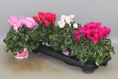 Cyclamen Super Serie Xl 13Ø 30cm