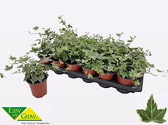 Hedera Helix Eva 9Ø 15cm