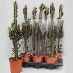 Euphorbia Trigona Rubra 17Ø 85cm