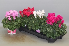 Cyclamen Super Serie Xl 13Ø 30cm