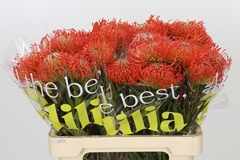 Leucospermum Succession 40cm