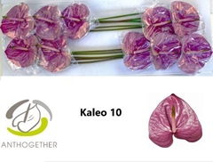 Anthurium Kaleo 15cm Hd