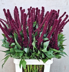Amaranthus Cruentus Qis Red Tower 100cm